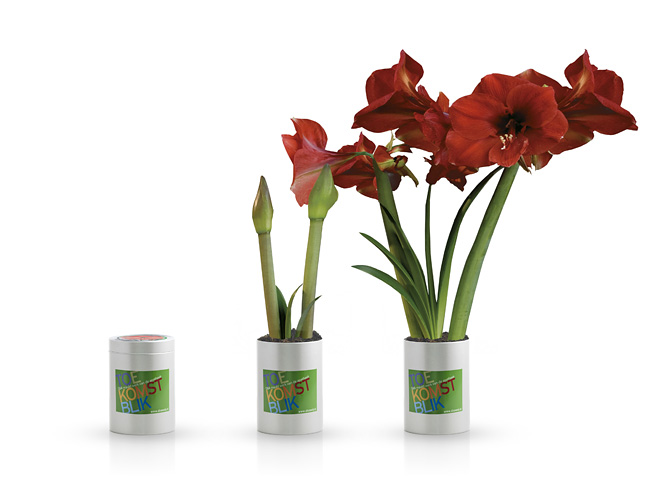 BOL IN BLIK AMARYLLIS